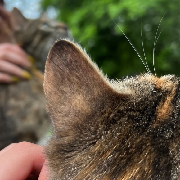 Meet your Posher, Ghader - Picture 1 of 1